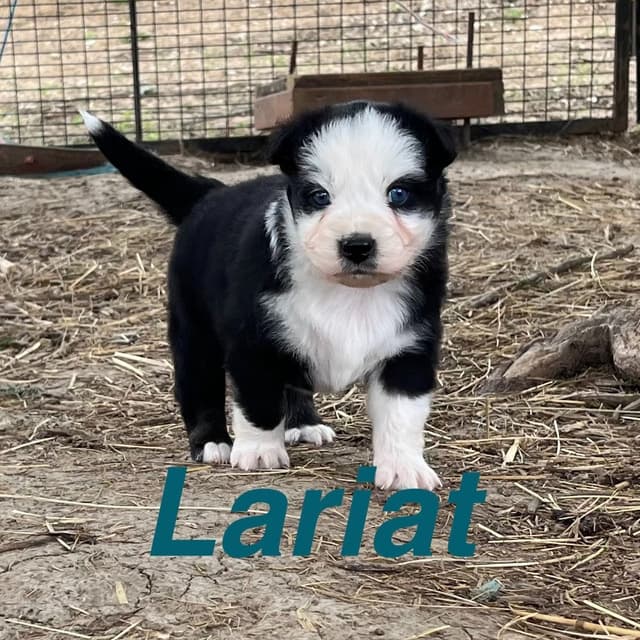 Australian Shepherd Puppies media 28