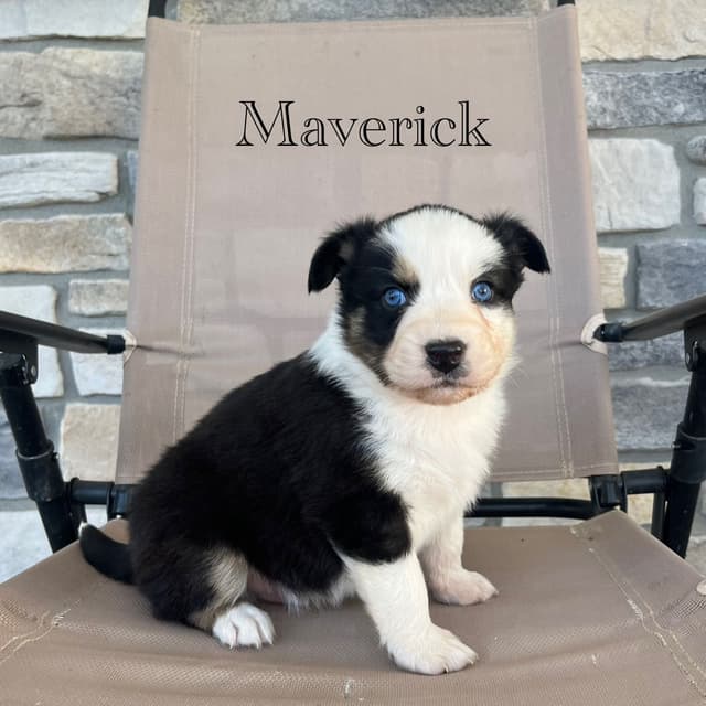Australian Shepherd Puppies media 19