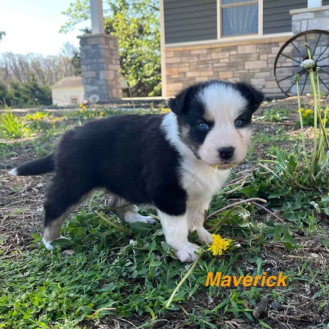 Australian Shepherd Puppies media 20