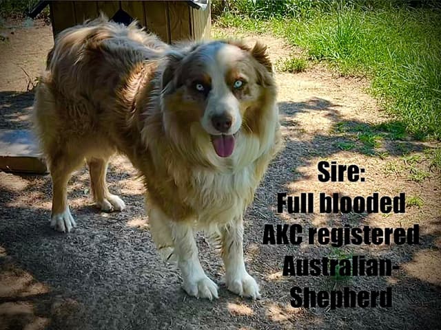 Australian Shepherd Puppies media 29