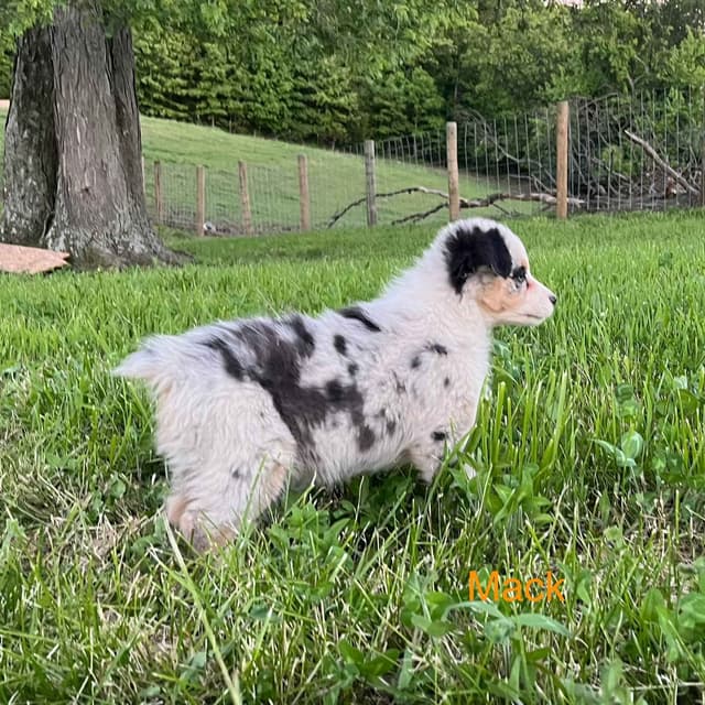 Australian Shepherd Puppies media 9