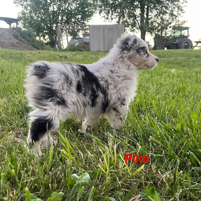 Australian Shepherd Puppies media 3