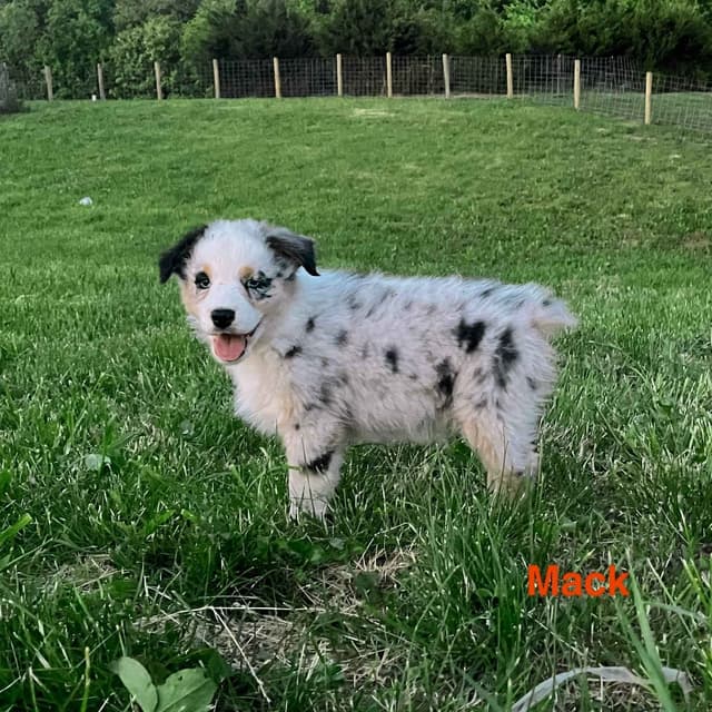 Australian Shepherd Puppies media 7