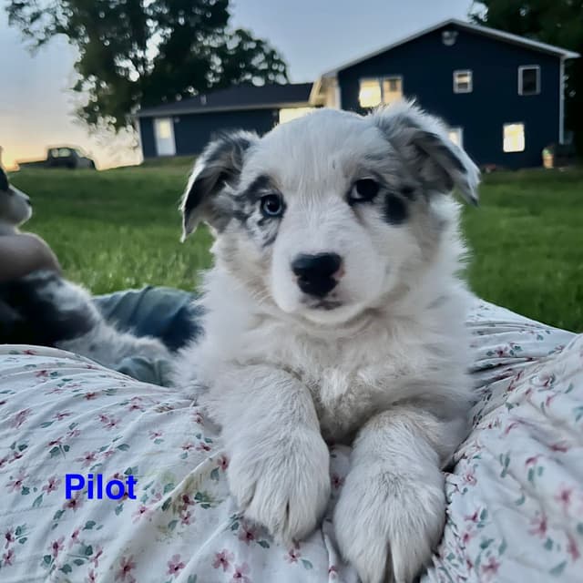 Australian Shepherd Puppies media 2