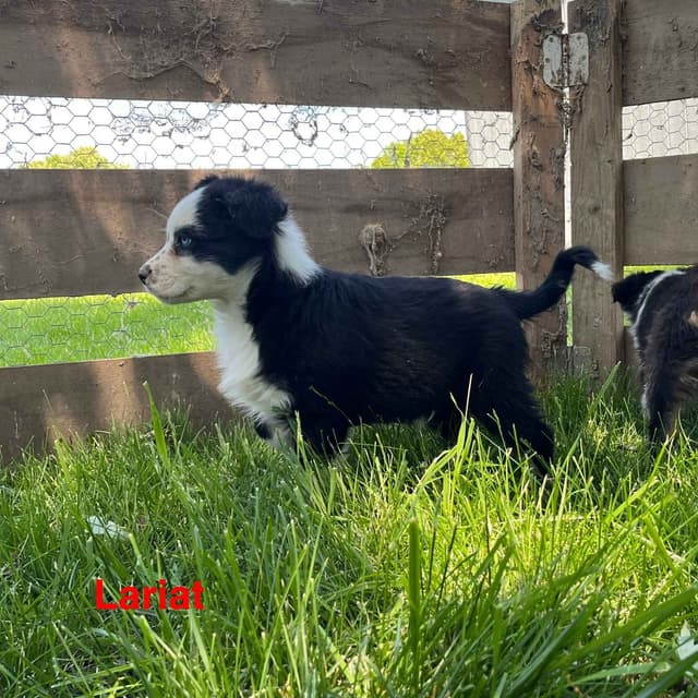 Australian Shepherd Puppies media 22