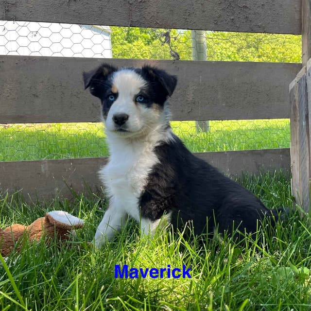 Australian Shepherd Puppies media 14