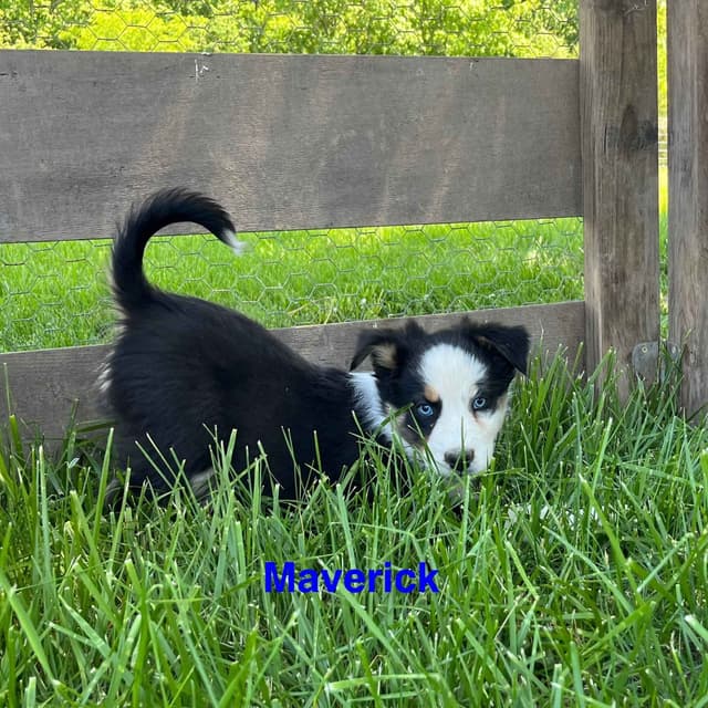 Australian Shepherd Puppies media 15