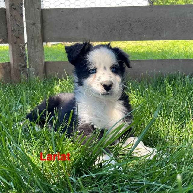 Australian Shepherd Puppies media 23