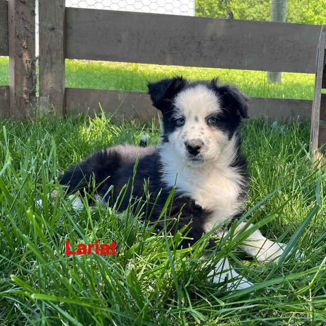 Australian Shepherd Puppies media 21