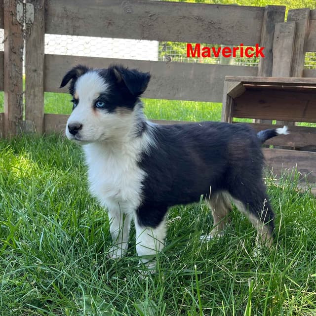 Australian Shepherd Puppies media 17