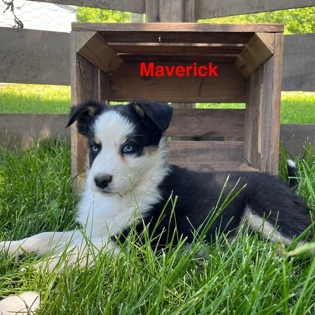 Australian Shepherd Puppies media 16