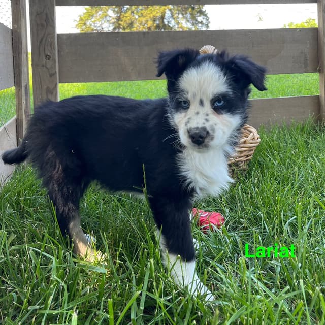 Australian Shepherd Puppies media 24