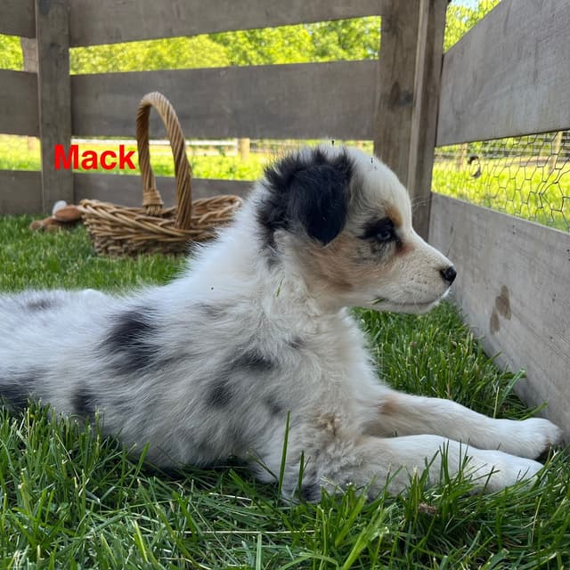 Australian Shepherd Puppies media 8