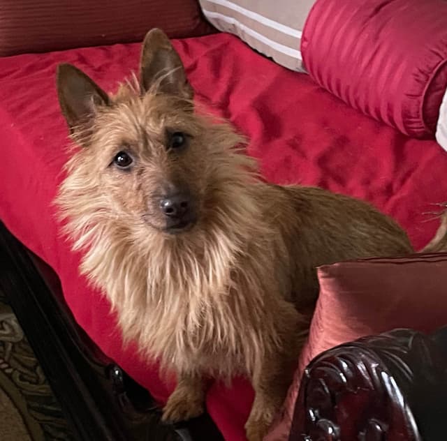 Australian Terrier Puppies media 2