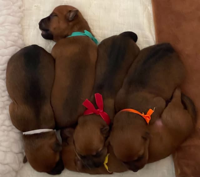 Australian Terrier Puppies media 3