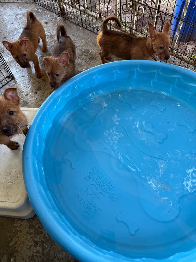 Australian Terrier Puppies media 7
