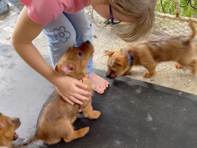 Australian Terrier Puppies media 5