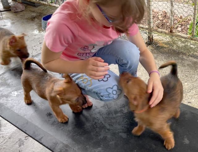 Australian Terrier Puppies media 6