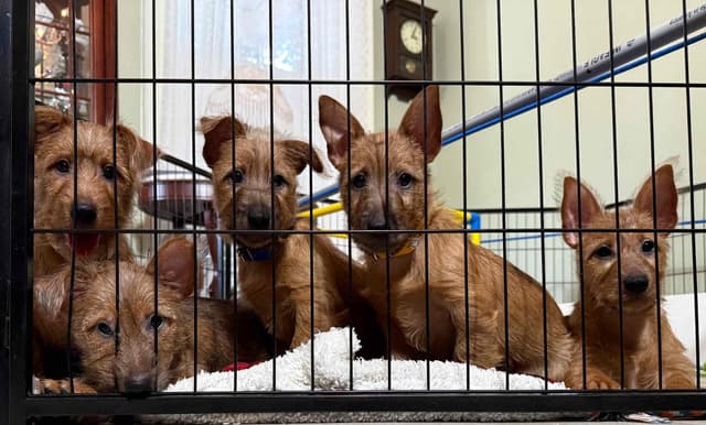 Australian Terrier Puppies media 8