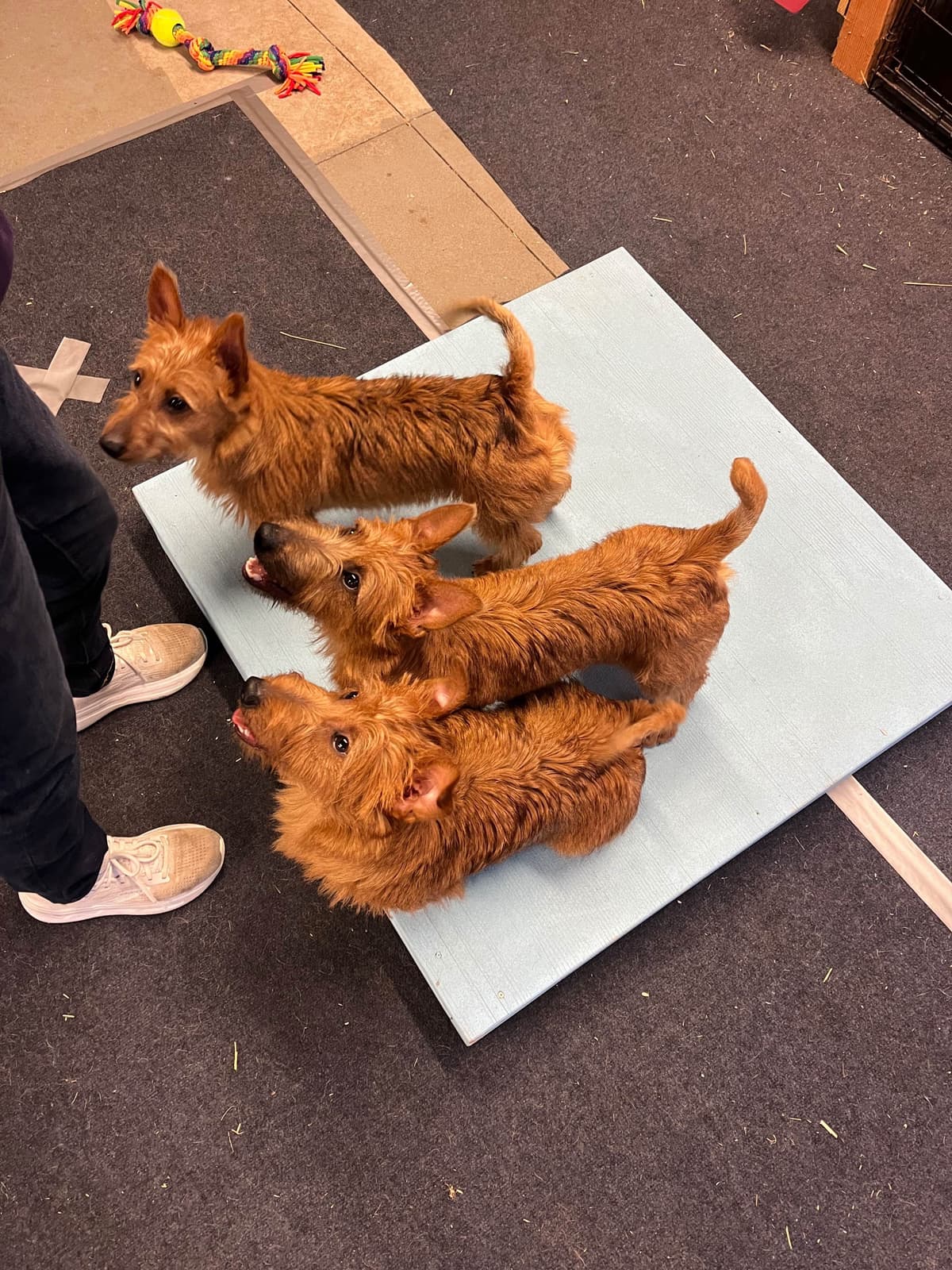 Australian Terrier Puppies breeder image 1