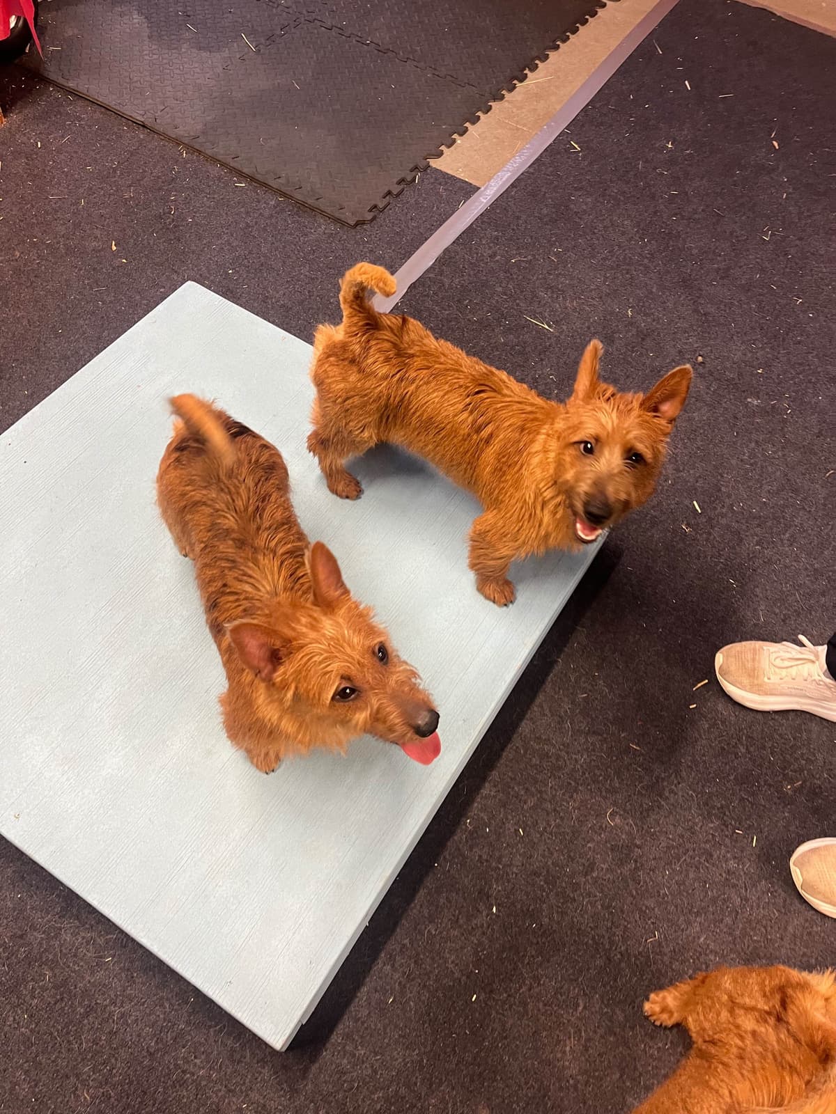 Australian Terrier Puppies breeder image 2