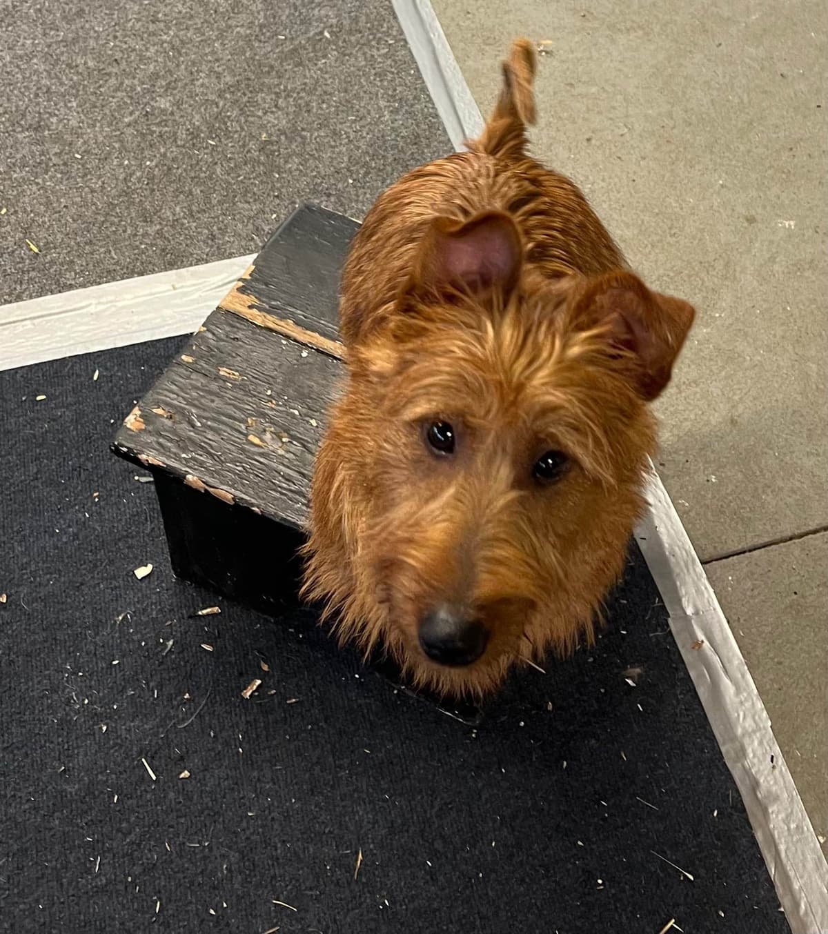 Australian Terrier Puppies breeder image 3
