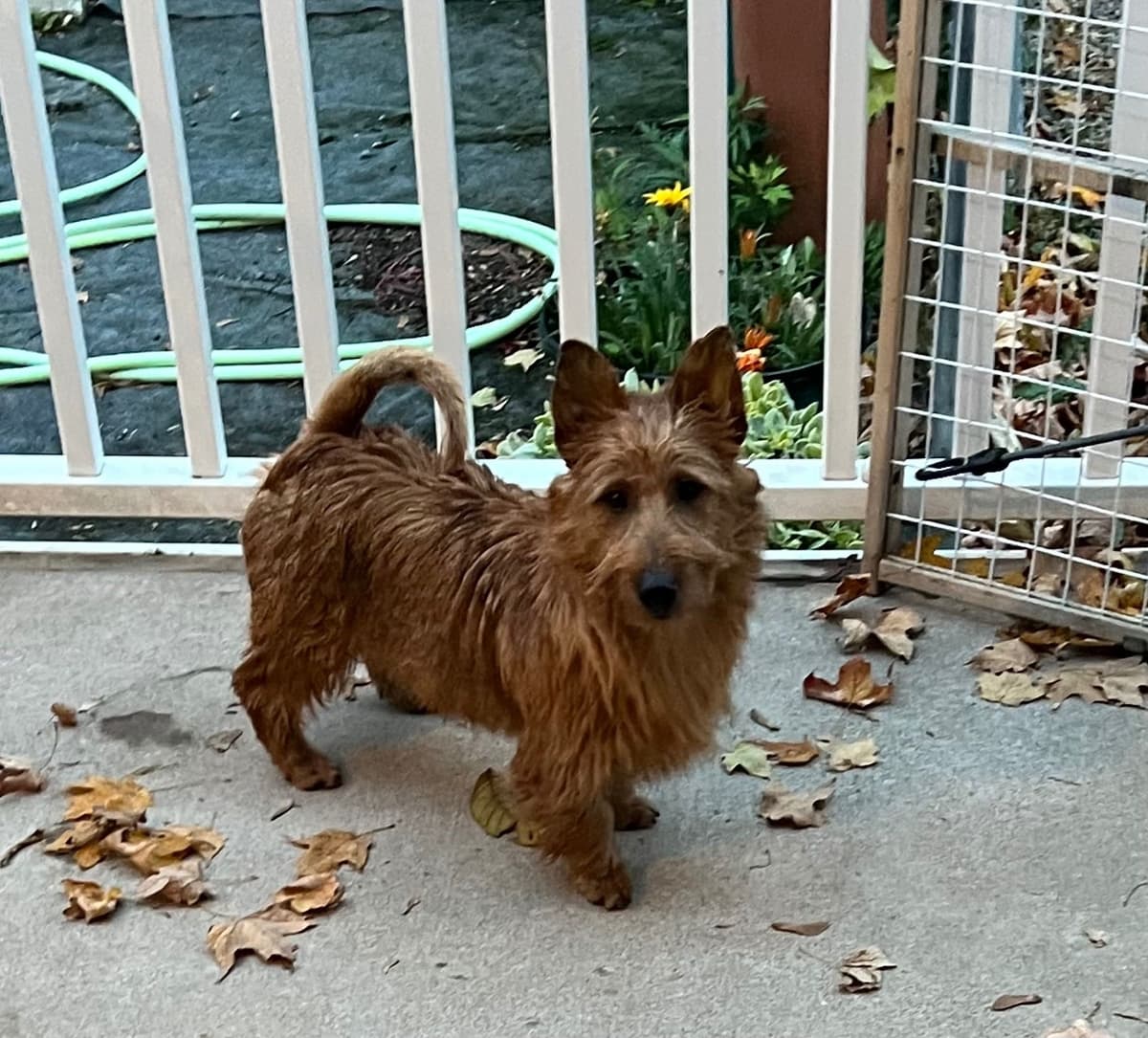 Australian Terrier Puppies breeder image 4
