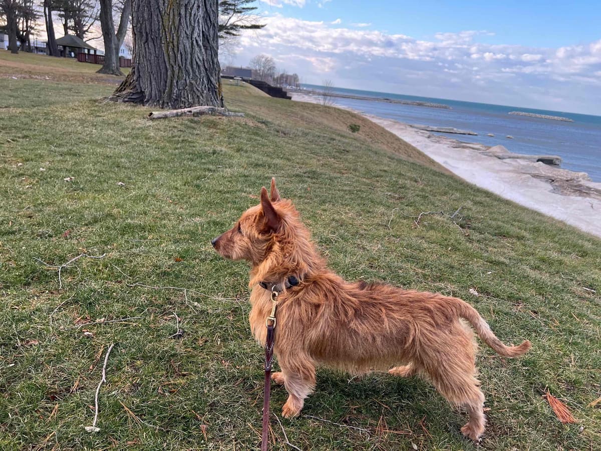 Australian Terrier Puppies breeder image 7