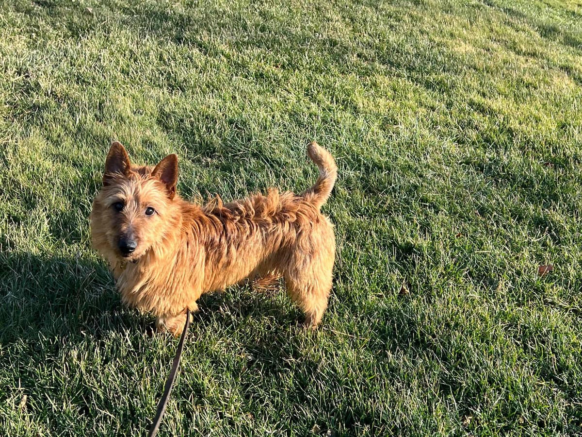 Australian Terrier Puppies breeder image 8