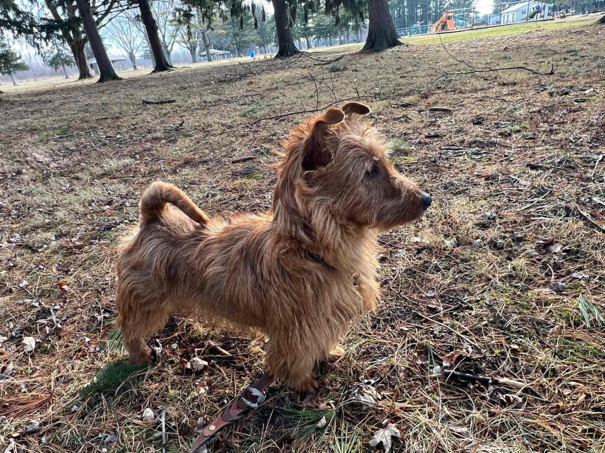Australian Terrier Puppies breeder image 11