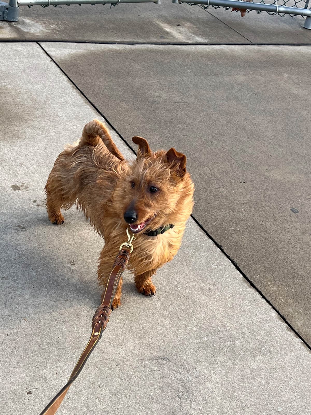 Australian Terrier Puppies breeder image 12