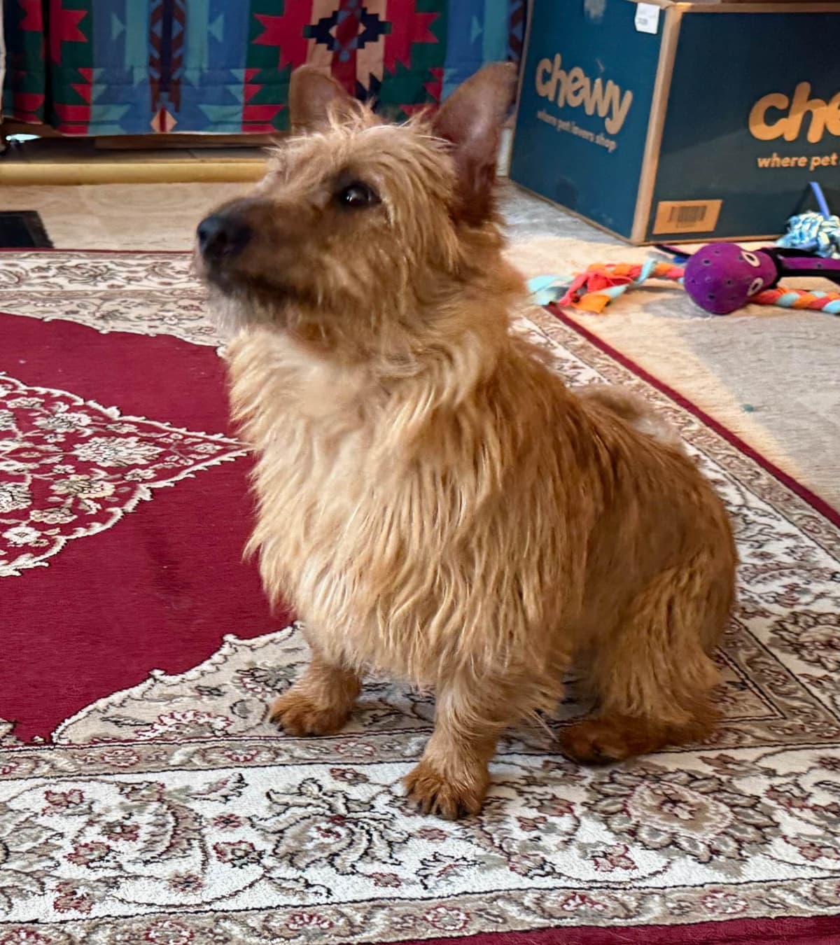Australian Terrier Puppies breeder image 16