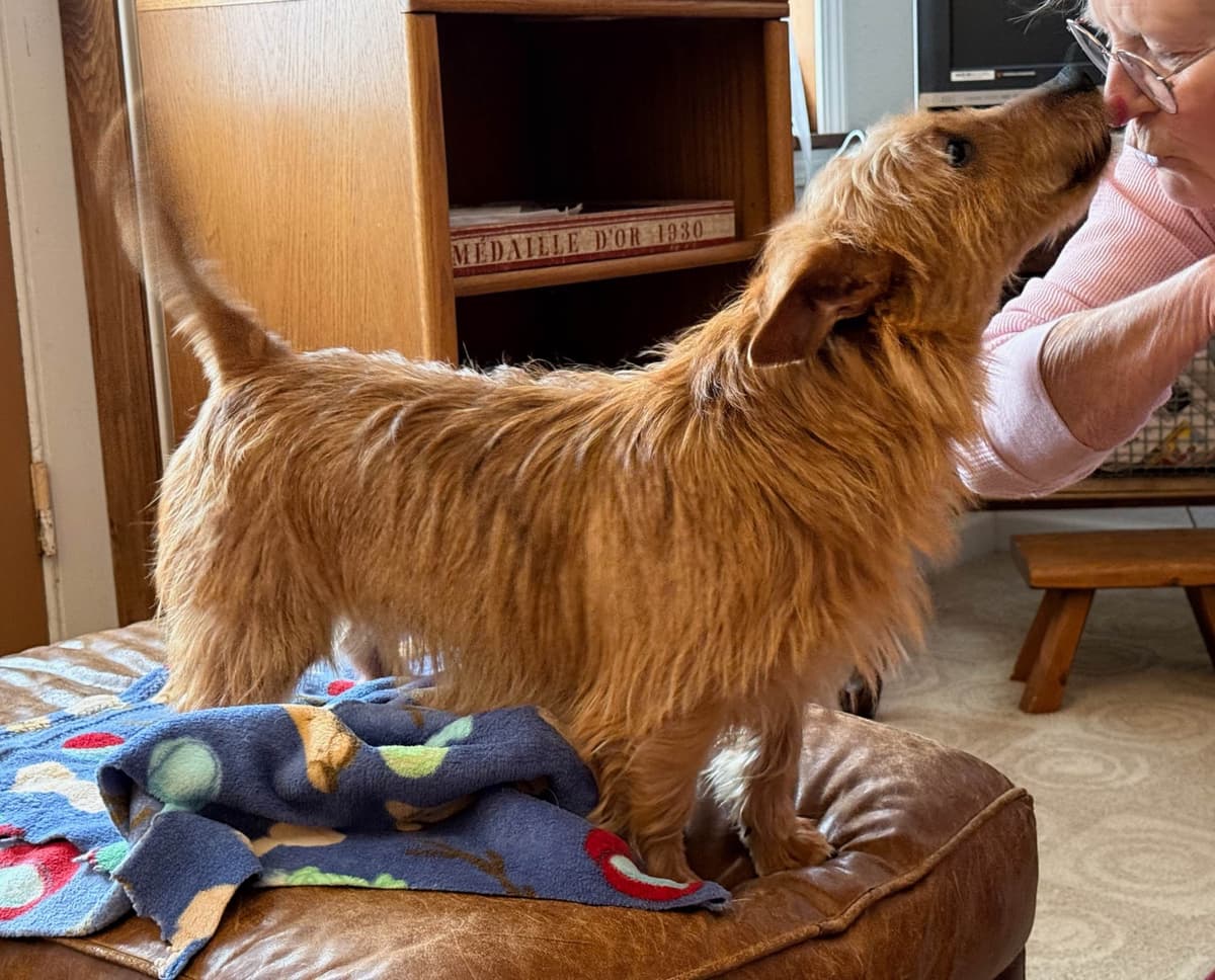 Australian Terrier Puppies breeder image 17