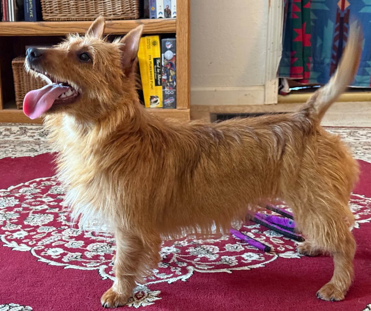 Australian Terrier Puppies breeder image 19