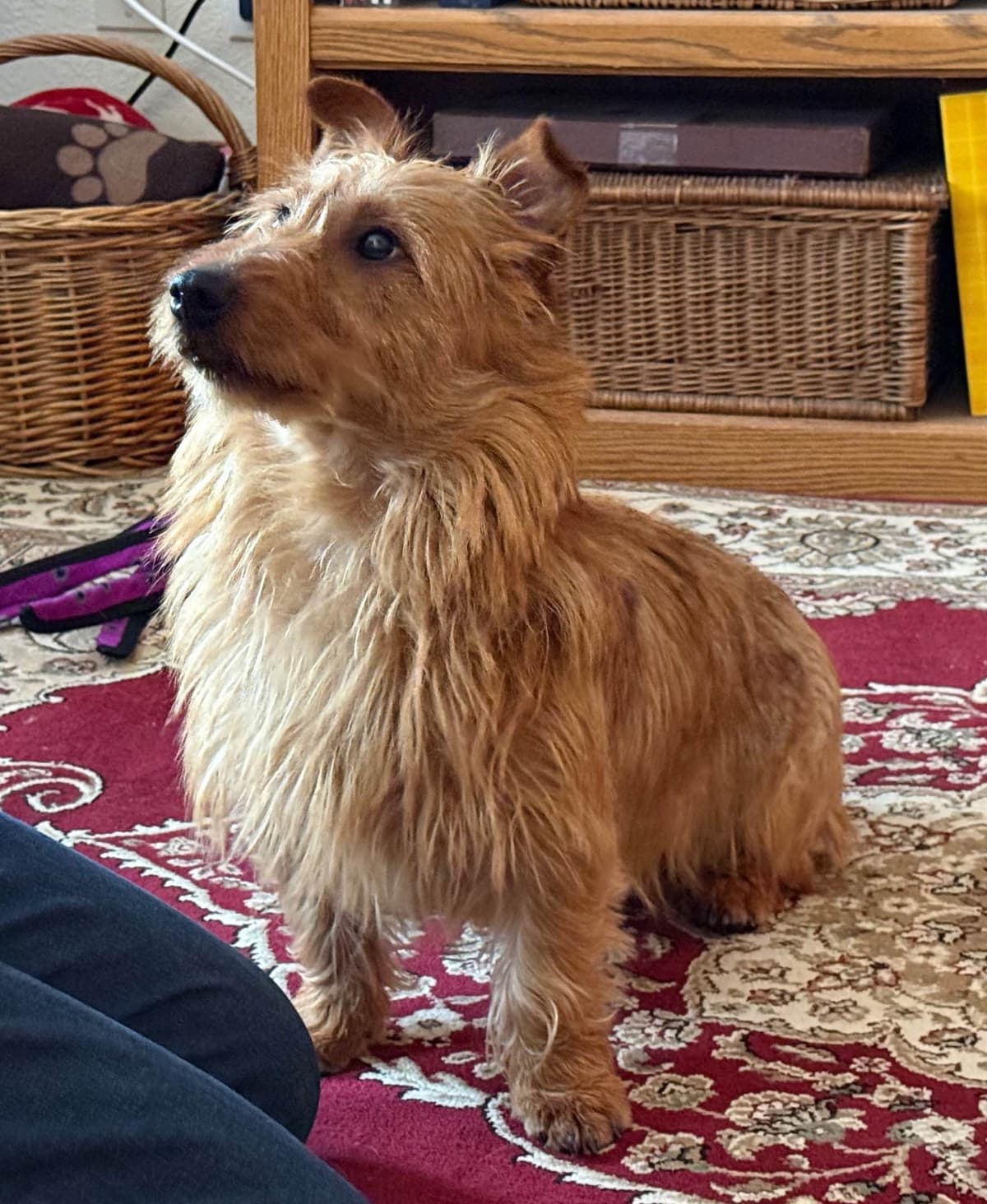 Australian Terrier Puppies breeder image 21