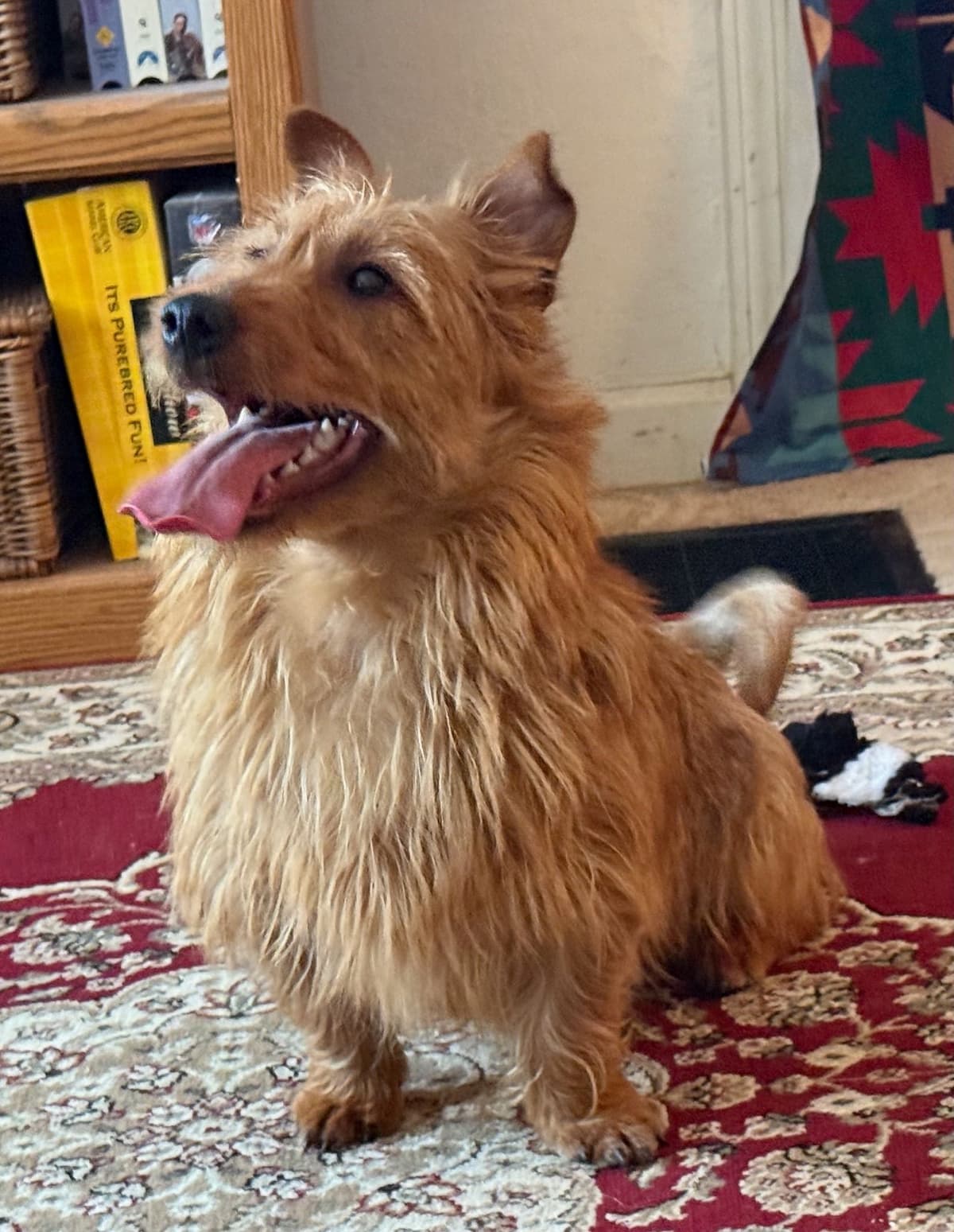 Australian Terrier Puppies breeder image 23