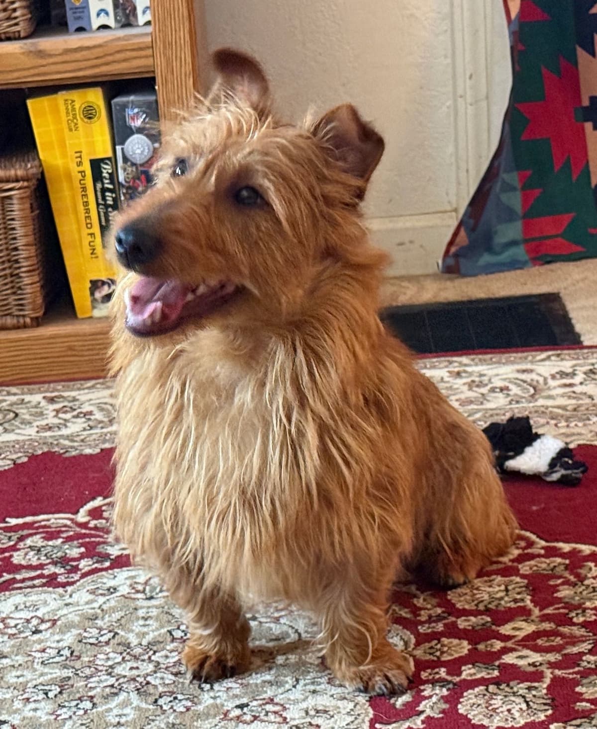 Australian Terrier Puppies breeder image 24