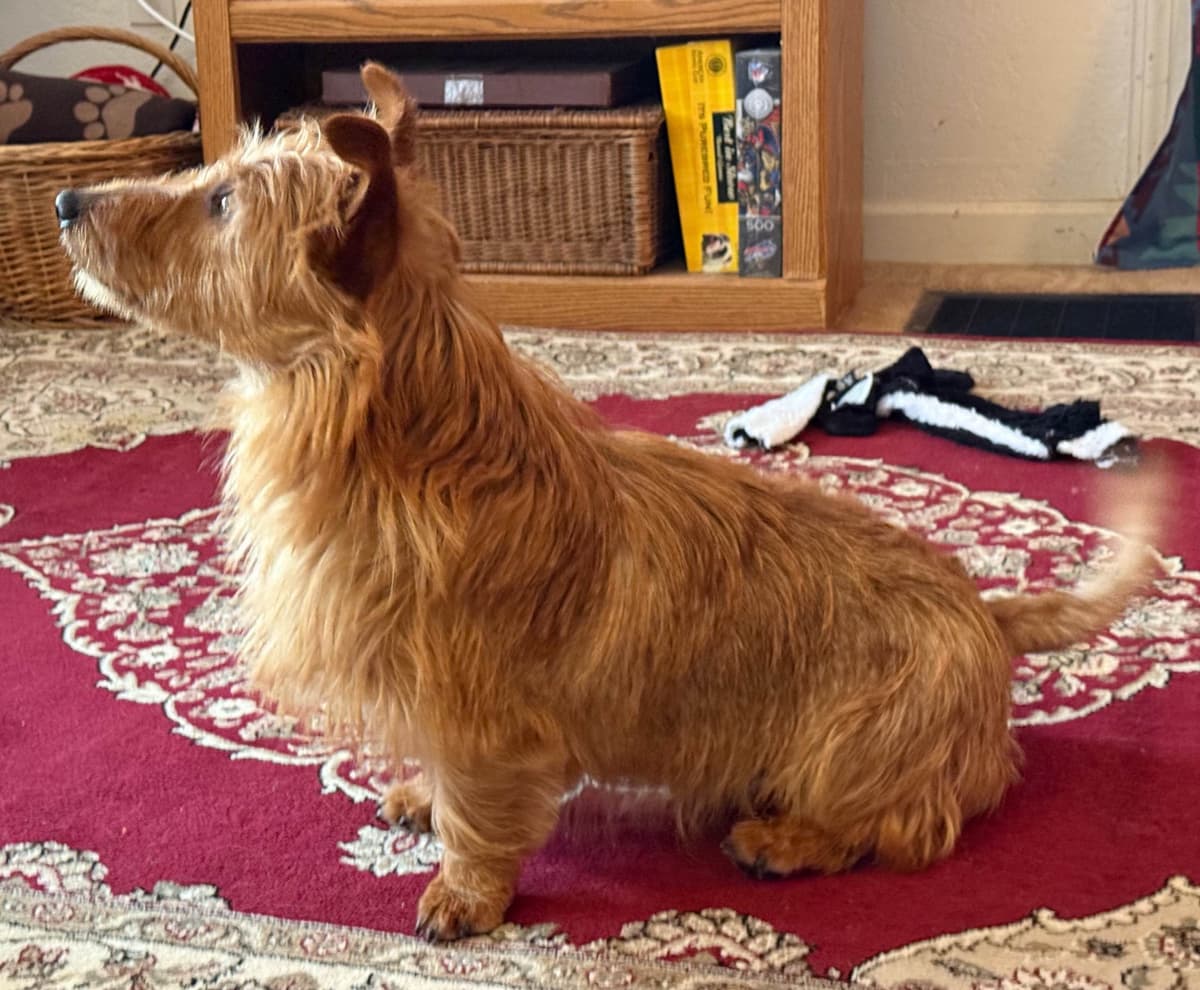 Australian Terrier Puppies breeder image 25