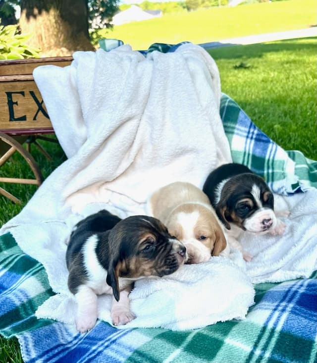 Just Arrived🐾❤️Basset Hound Puppies❤️text  or call 717-876-6655 media 21
