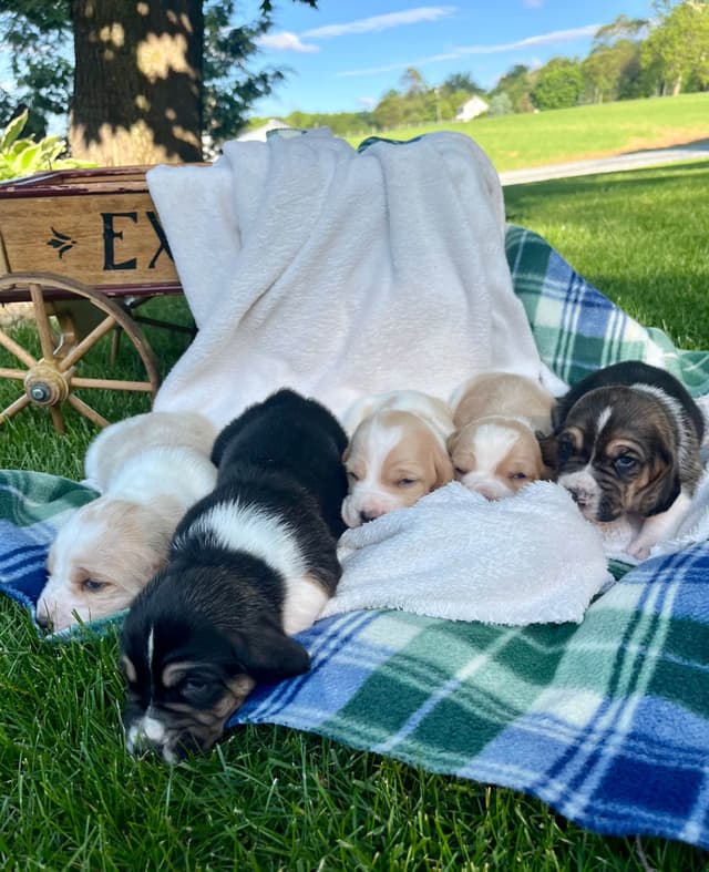 Just Arrived🐾❤️Basset Hound Puppies❤️text  or call 717-876-6655 media 22
