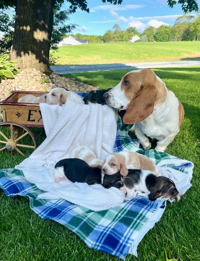 Just Arrived🐾❤️Basset Hound Puppies❤️text  or call 717-876-6655 media 20