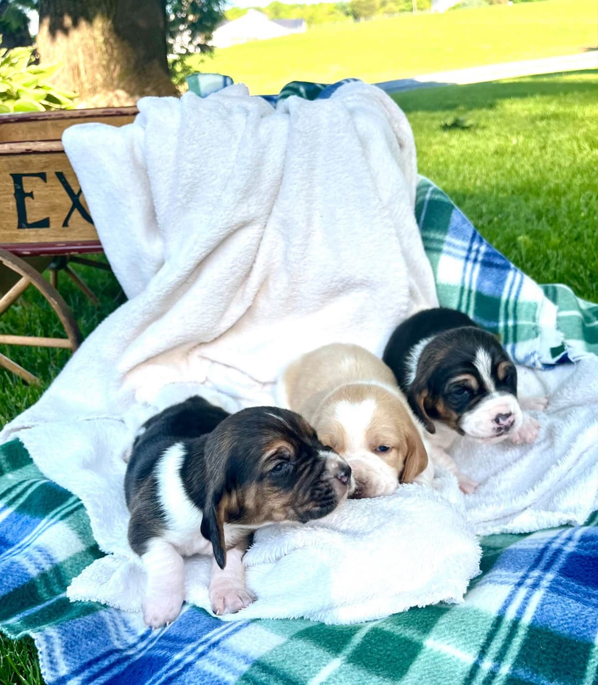 Just Arrived🐾❤️Basset Hound Puppies❤️text or call 717-876-6655 breeder image 3