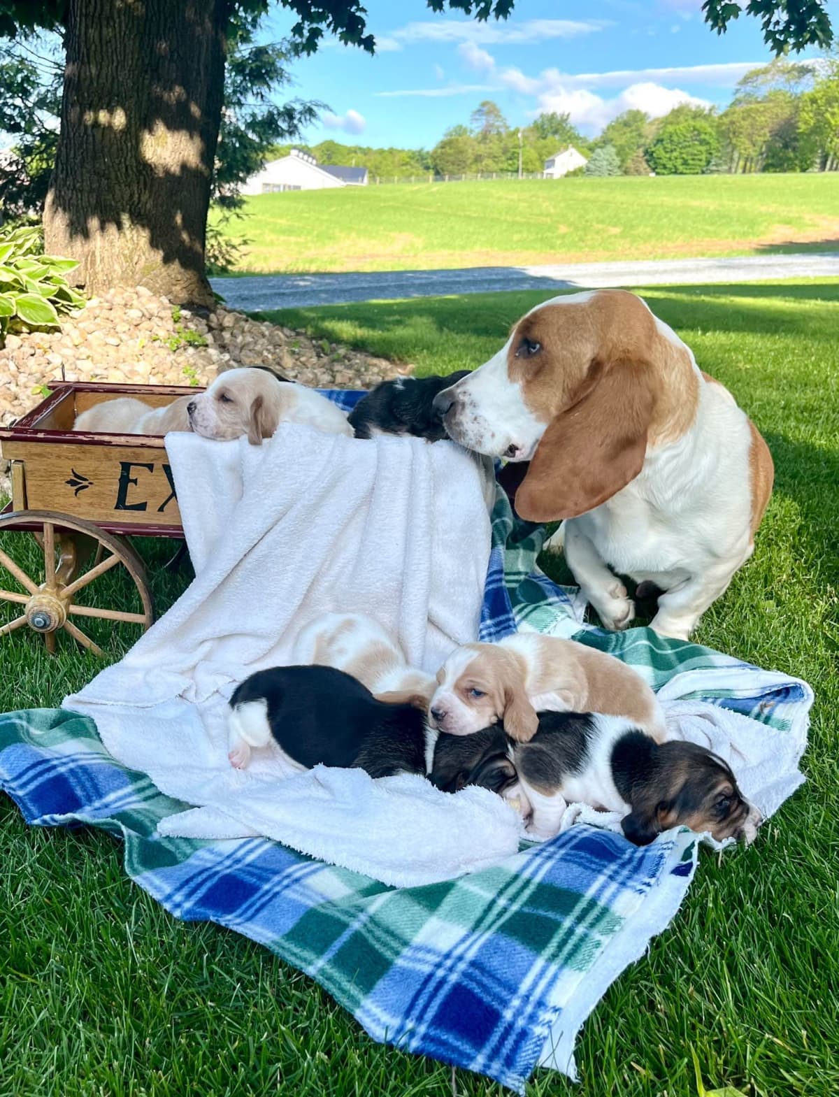 Just Arrived🐾❤️Basset Hound Puppies❤️text or call 717-876-6655 breeder image 2
