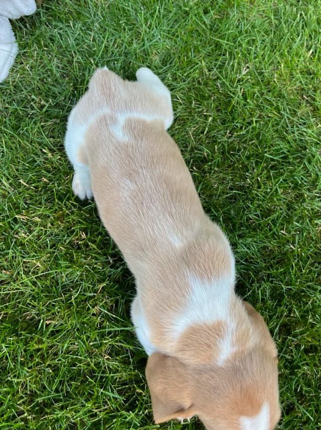 Just Arrived🐾❤️Basset Hound Puppies❤️text  or call 717-876-6655 media 5