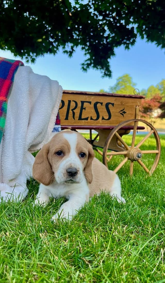 Just Arrived🐾❤️Basset Hound Puppies❤️text  or call 717-876-6655 media 6