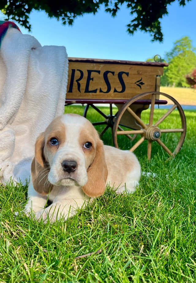 Just Arrived🐾❤️Basset Hound Puppies❤️text  or call 717-876-6655 media 8