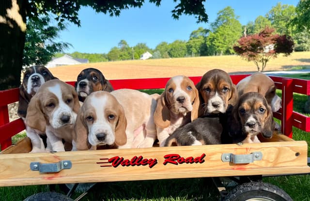 Just Arrived🐾❤️Basset Hound Puppies❤️text  or call 717-876-6655 media 2