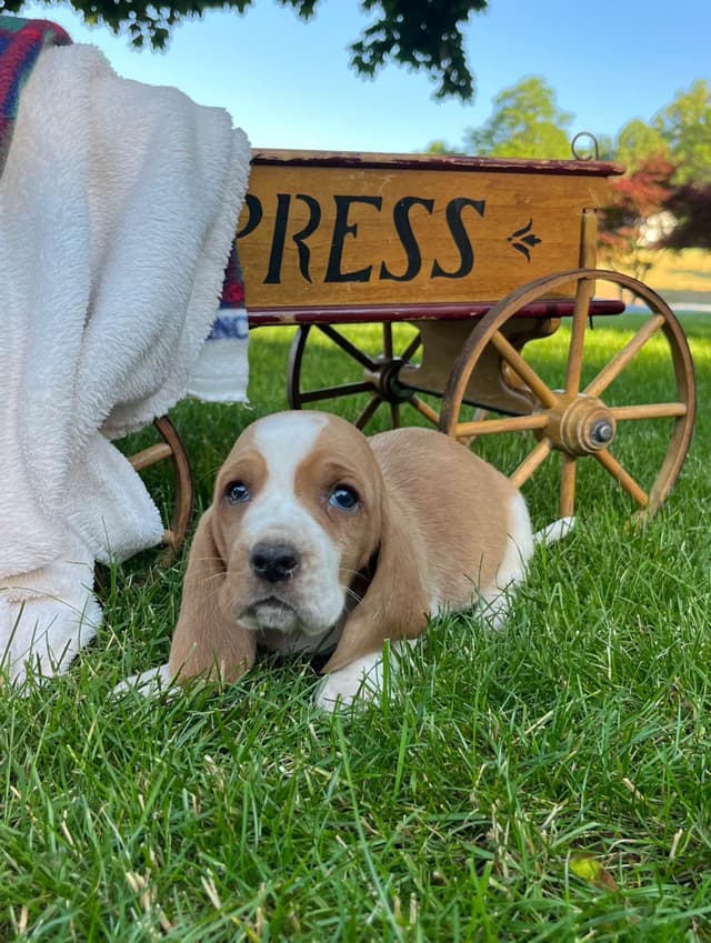 Just Arrived🐾❤️Basset Hound Puppies❤️text  or call 717-876-6655 media 18