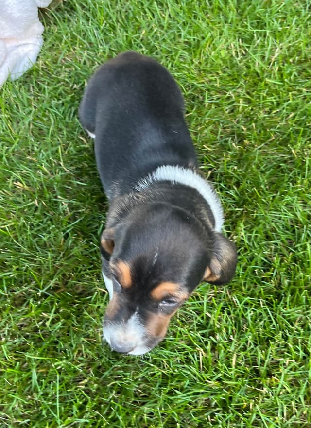 Just Arrived🐾❤️Basset Hound Puppies❤️text  or call 717-876-6655 media 12