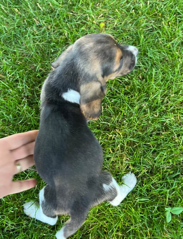 Just Arrived🐾❤️Basset Hound Puppies❤️text  or call 717-876-6655 media 14
